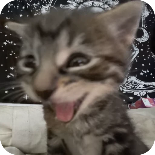 🎀 Стикер «Pookie» для Telegram