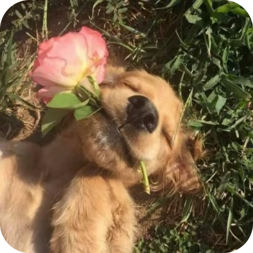 🎀 Стикер «Pookie» для Telegram