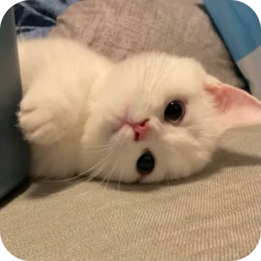 🎀 Стикер «Pookie» для Telegram