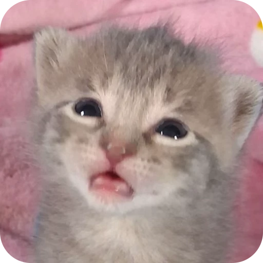 🎀 Стикер «Pookie» для Telegram