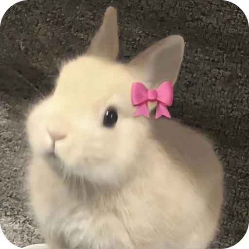 🎀 Стикер «Pookie» для Telegram