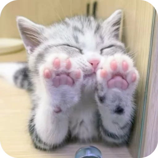 🎀 Стикер «Pookie» для Telegram