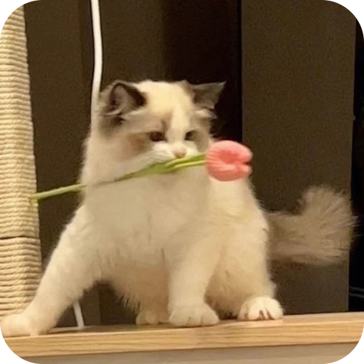 🎀 Стикер «Pookie» для Telegram