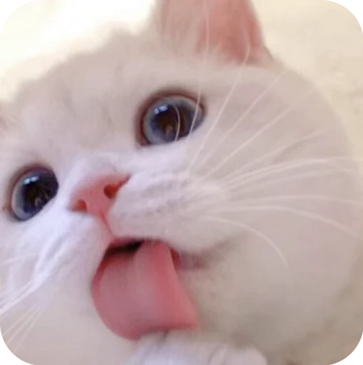🎀 Стикер «Pookie» для Telegram