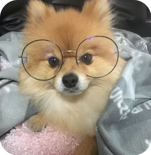 🎀 Стикер «Pookie» для Telegram