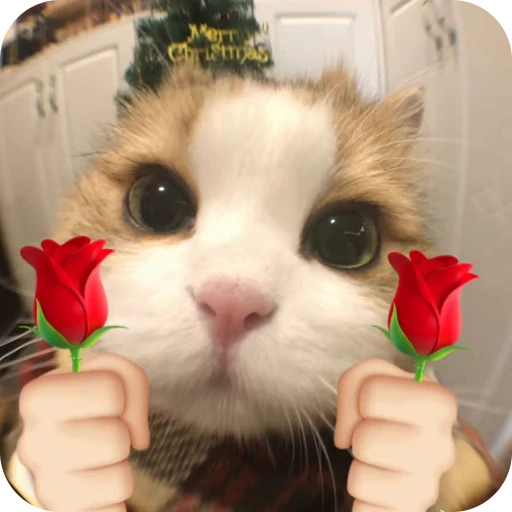 🎀 Стикер «Pookie» для Telegram