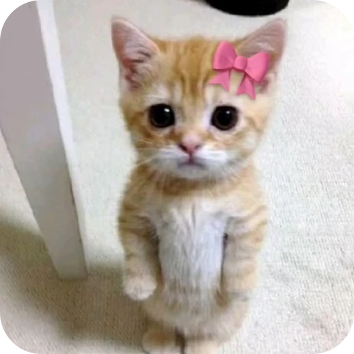 🎀 Стикер «Pookie» для Telegram
