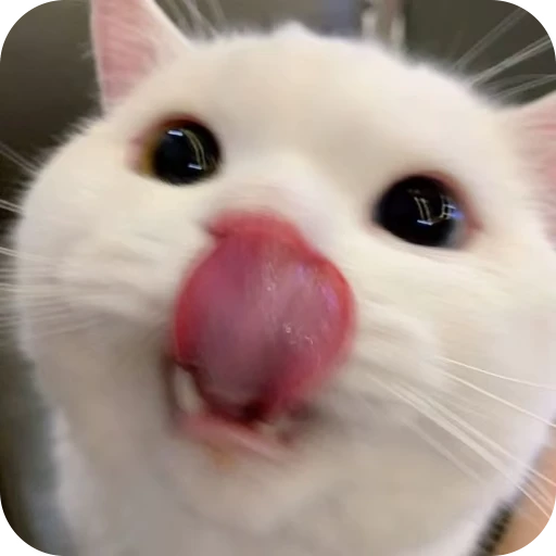 🎀 Стикер «Pookie» для Telegram