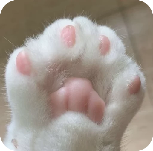 🎀 Стикер «Pookie» для Telegram