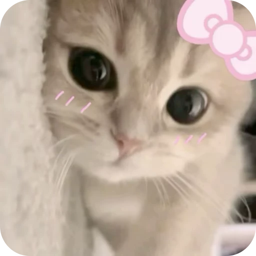 🎀 Стикер «Pookie» для Telegram