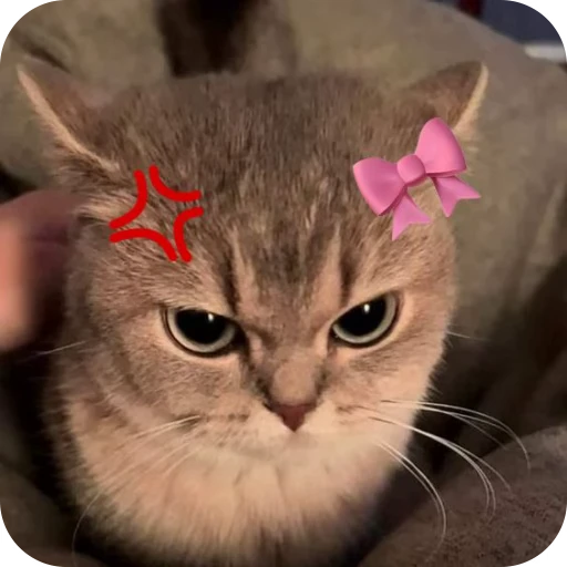 🎀 Стикер «Pookie» для Telegram