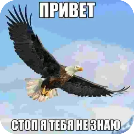 🐦 Стикер «Хей гайс» для Telegram