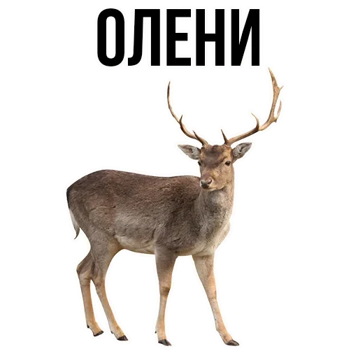 😏 Стикер «где задние ремни» для Telegram