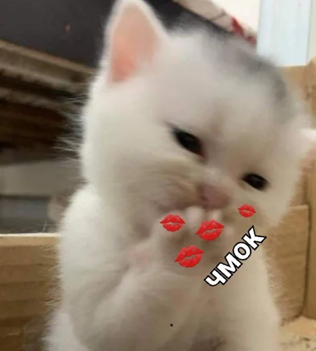 💋 Стикер «kitten love» для Telegram