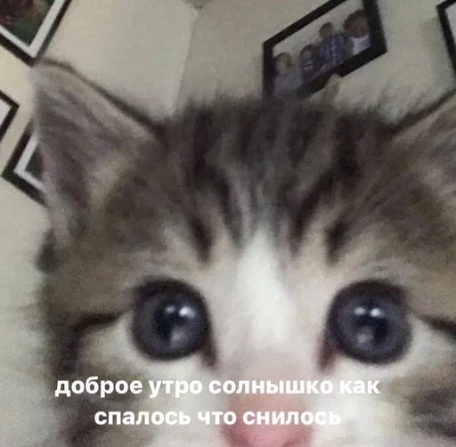 ☺️ Стикер «kitten love» для Telegram