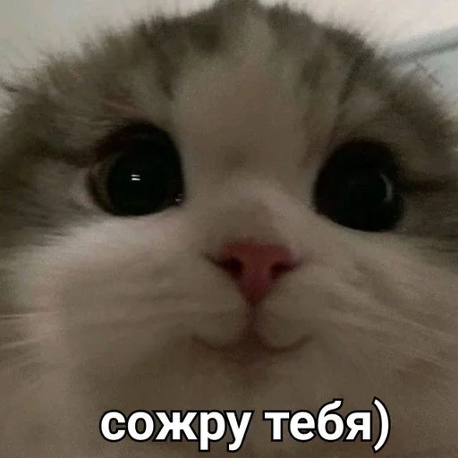 ☺️ Стикер «kitten love» для Telegram