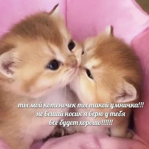 💗 Стикер «kitten love» для Telegram