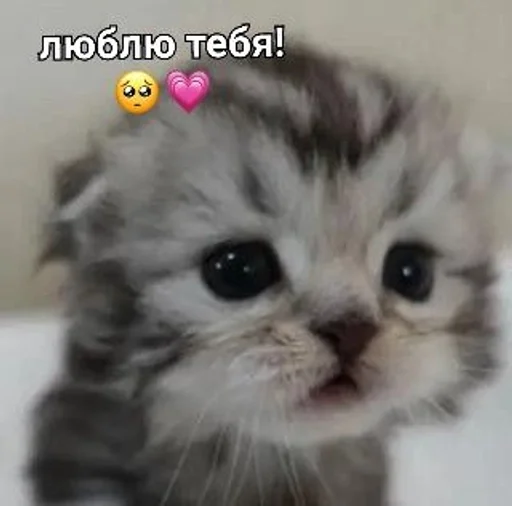 💗 Стикер «kitten love» для Telegram