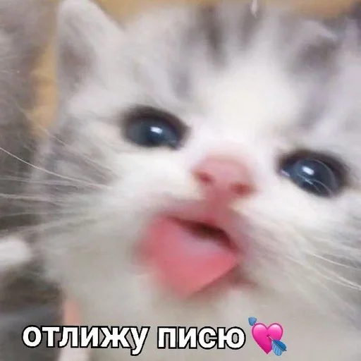 😋 Стикер «kitten love» для Telegram