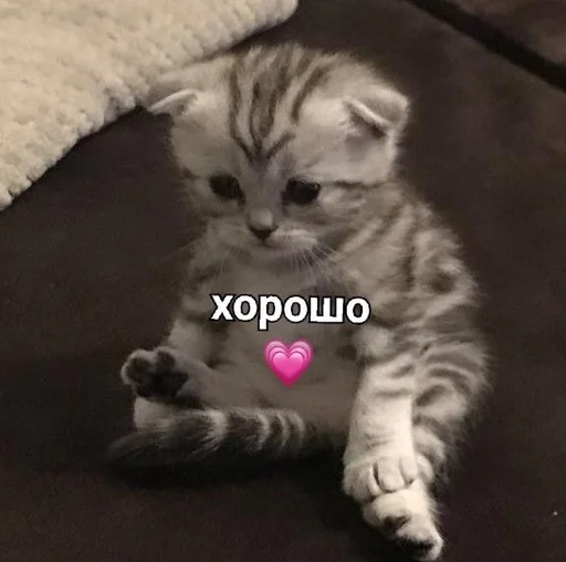💗 Стикер «kitten love» для Telegram