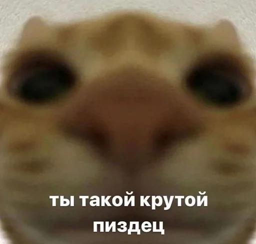 😎 Стикер «kitten love» для Telegram
