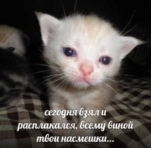 😭 Стикер «kitten love» для Telegram