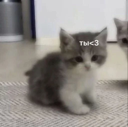 💗 Стикер «kitten love» для Telegram