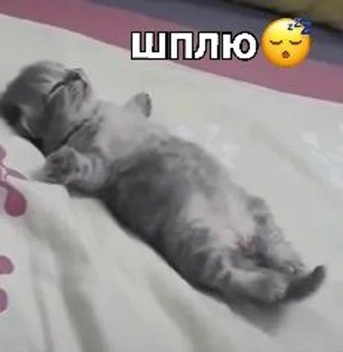 😴 Стикер «kitten love» для Telegram