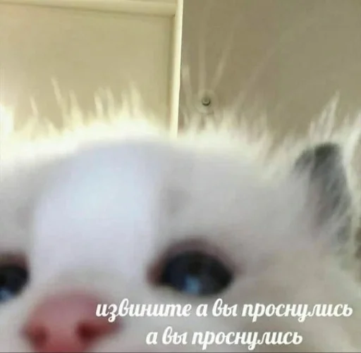 💗 Стикер «kitten love» для Telegram