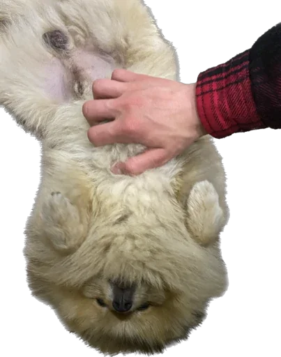 🐕 Стикер «GenshinRova» для Telegram