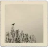 🤩 Эмодзи «gently» для Telegram
