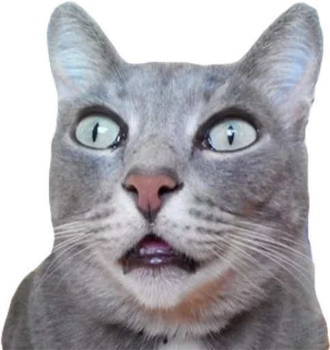 😮 Стикер «мяу мяу» для Telegram