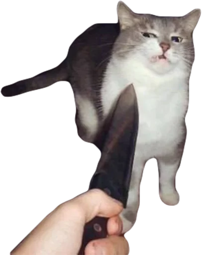 🔪 Стикер «мяу мяу» для Telegram