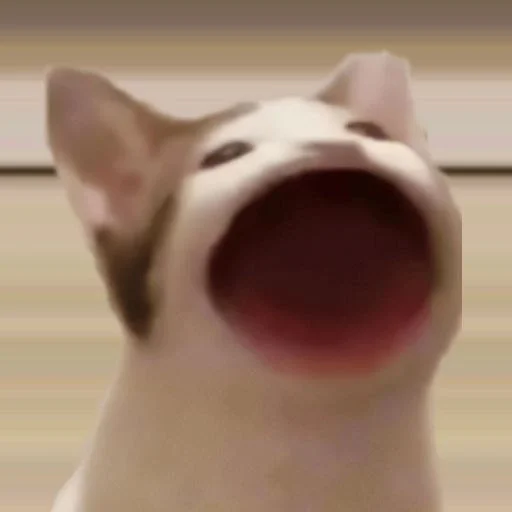 😺 Стикер «мяу мяу» для Telegram
