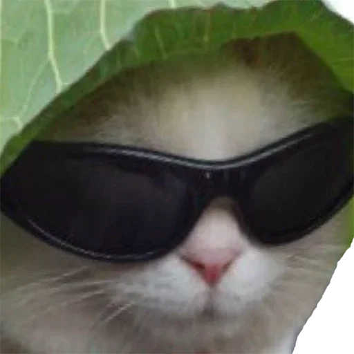 😎 Стикер «мяу мяу» для Telegram