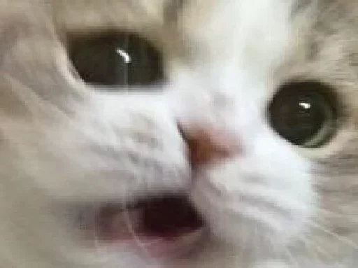 😧 Стикер «мяу мяу» для Telegram