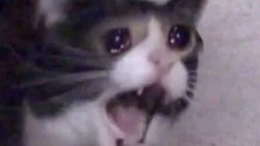 😿 Стикер «мяу мяу» для Telegram