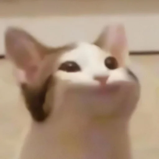 😺 Стикер «мяу мяу» для Telegram