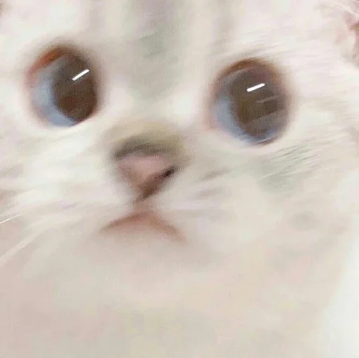 🐱 Стикер «мяу мяу» для Telegram