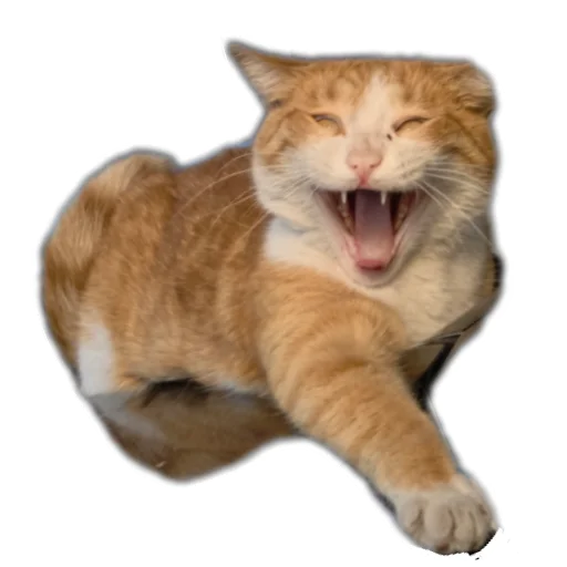 🐱 Стикер «batumidogs» для Telegram