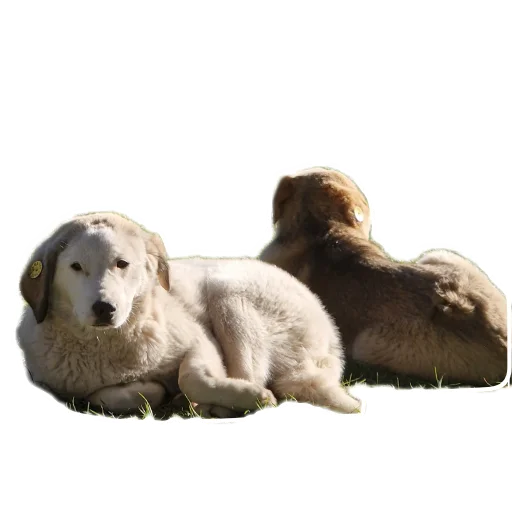 🐶 Стикер «batumidogs» для Telegram