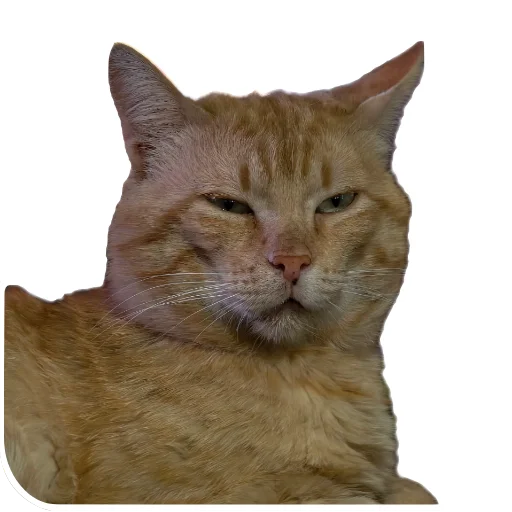 🐱 Стикер «batumidogs» для Telegram