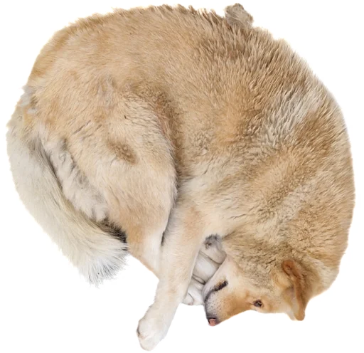 😔 Стикер «batumidogs» для Telegram