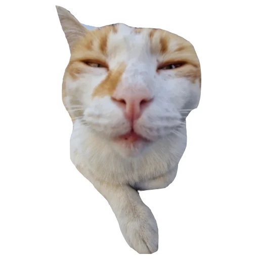 🐱 Стикер «batumidogs» для Telegram