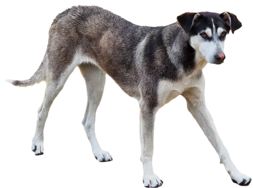 🚶 Стикер «batumidogs» для Telegram