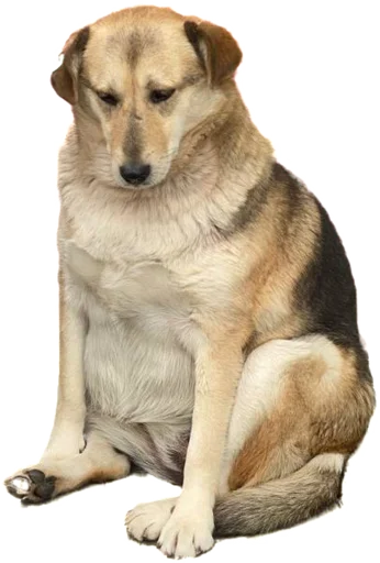 😞 Стикер «batumidogs» для Telegram