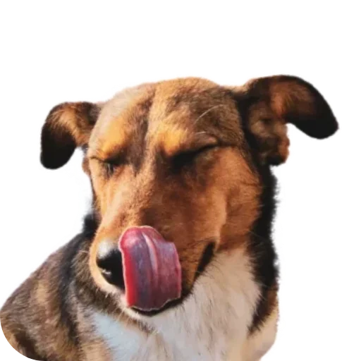 😜 Стикер «batumidogs» для Telegram