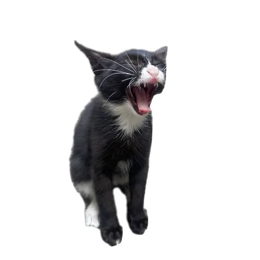 🐱 Стикер «batumidogs» для Telegram
