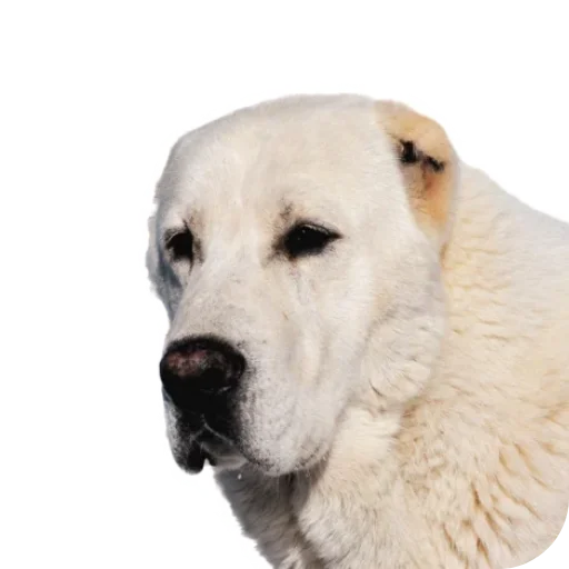 😳 Стикер «batumidogs» для Telegram