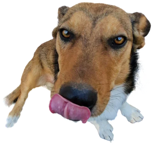 😘 Стикер «batumidogs» для Telegram